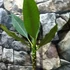 Kép 2/6 - Plumeria bimbó nélkül, virág színe bordó (Plumeria bordeaux)