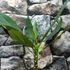 Kép 4/6 - Plumeria bimbó nélkül, virág színe bordó (Plumeria bordeaux)