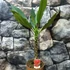 Kép 5/6 - Plumeria bimbó nélkül, virág színe bordó (Plumeria bordeaux)