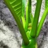Kép 3/6 - Plumeria bimbós,  virág színe: barack