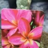 Kép 1/7 - Plumeria bimbós, virág színe: sötét rózsaszín