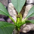 Kép 4/7 - Plumeria bimbós, virág színe: sötét rózsaszín