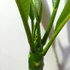 Kép 6/7 - Plumeria bimbós, virág színe: sötét rózsaszín