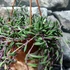 Kép 2/7 - Senecio herreianus 'Purple Flush'