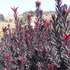 Kép 1/8 - Leucadendron laureolum 'Burgundy Sunset'