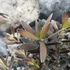 Kép 3/8 - Leucadendron laureolum 'Burgundy Sunset'
