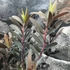 Kép 4/8 - Leucadendron laureolum 'Burgundy Sunset'