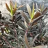 Kép 5/8 - Leucadendron laureolum 'Burgundy Sunset'