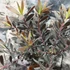 Kép 6/8 - Leucadendron laureolum 'Burgundy Sunset'