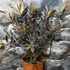 Kép 7/8 - Leucadendron laureolum 'Burgundy Sunset'