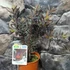 Kép 2/8 - Leucadendron laureolum 'Burgundy Sunset'