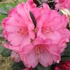 Kép 1/12 - Rhododendron 'Wine and Roses'