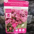 Kép 12/12 - Rhododendron 'Wine and Roses'