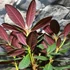 Kép 7/12 - Rhododendron 'Wine and Roses'
