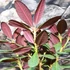Kép 10/12 - Rhododendron 'Wine and Roses'