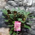 Kép 8/12 - Rhododendron 'Wine and Roses'