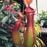 Kép 1/8 - Nepenthes Alata - rovaremésztő kancsóka
