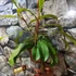 Kép 4/5 - Nepenthes 'Sam'