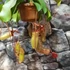 Kép 5/5 - Nepenthes 'Sam'