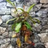 Kép 2/5 - Nepenthes 'Sam'