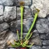 Kép 2/7 - Sarracenia - kürtvirág, rovaremésztő növény