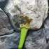 Kép 3/7 - Sarracenia - kürtvirág, rovaremésztő növény