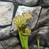 Kép 5/7 - Sarracenia - kürtvirág, rovaremésztő növény