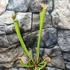 Kép 6/7 - Sarracenia - kürtvirág, rovaremésztő növény