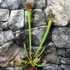 Kép 7/7 - Sarracenia - kürtvirág, rovaremésztő növény