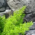 Kép 3/5 - Asparagus "Meyeri"