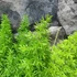 Kép 4/5 - Asparagus "Meyeri"