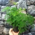 Kép 3/7 - Asparagus plumosus