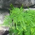 Kép 2/7 - Asparagus plumosus