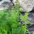 Kép 5/7 - Asparagus plumosus