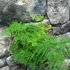 Kép 7/7 - Asparagus plumosus