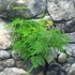 Kép 1/7 - Asparagus plumosus
