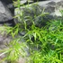 Kép 3/6 - Asparagus sprengeri