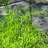 Kép 4/6 - Asparagus sprengeri