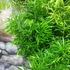Kép 2/6 - Asparagus sprengeri