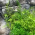 Kép 5/6 - Asparagus sprengeri