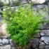 Kép 1/6 - Asparagus sprengeri