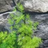 Kép 3/6 - Asparagus myriocladus