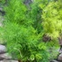 Kép 2/6 - Asparagus myriocladus