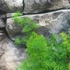 Kép 4/6 - Asparagus myriocladus