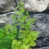 Kép 5/6 - Asparagus myriocladus