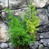 Kép 6/6 - Asparagus myriocladus