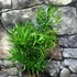 Kép 2/5 - Asparagus "Falcatus"