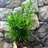 Kép 3/5 - Asparagus "Falcatus"