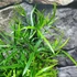 Kép 4/5 - Asparagus "Falcatus"