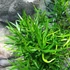 Kép 5/5 - Asparagus "Falcatus"